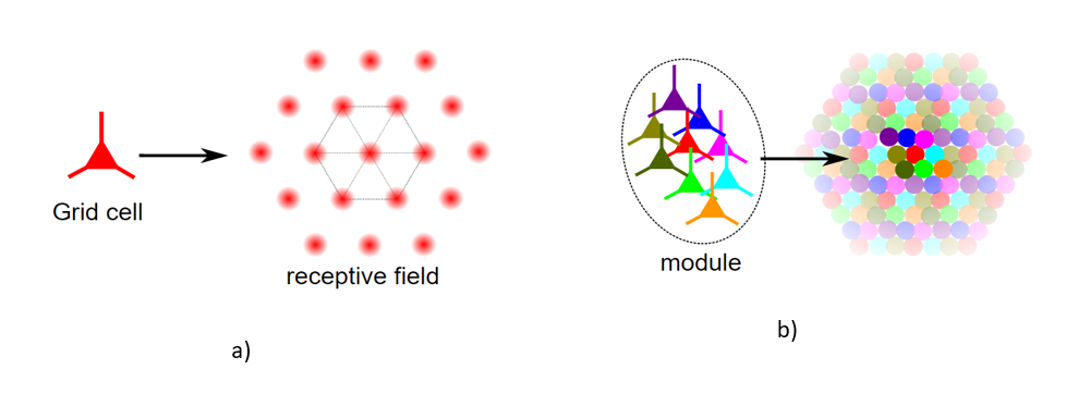 grid cells